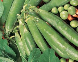 pea