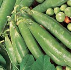 pea