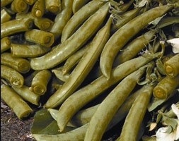 pea