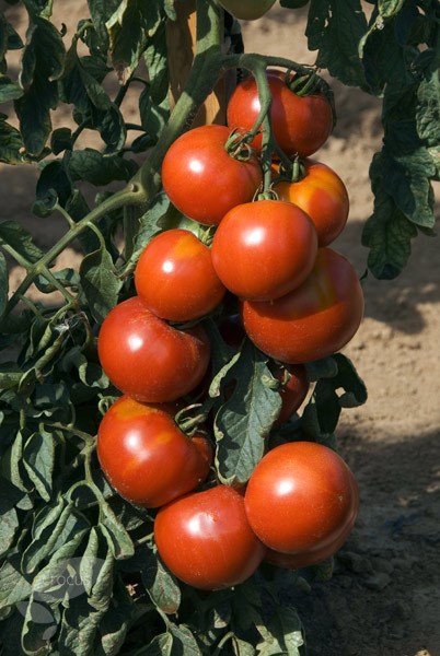 tomato tomato