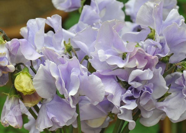 spencer sweet pea seed Charlies Angel spencer sweet pea seed Charlies Angel