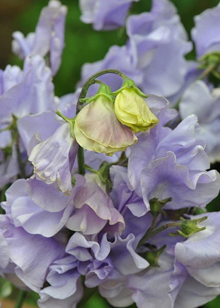 spencer sweet pea seed Charlies Angel spencer sweet pea seed Charlies Angel