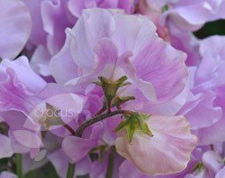 spencer sweet pea seed Daphne