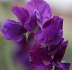 Lathyrus odoratus Pluto