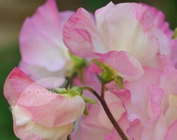 spencer sweet pea seed Frolic