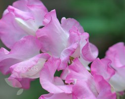 spencer sweet pea seed Gwendoline