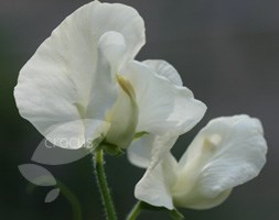 Lathyrus odoratus 'Hunters Moon' (spencer sweet pea seed Hunters Moon)