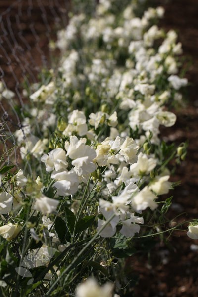 spencer sweet pea seed Hunters Moon spencer sweet pea seed Hunters Moon