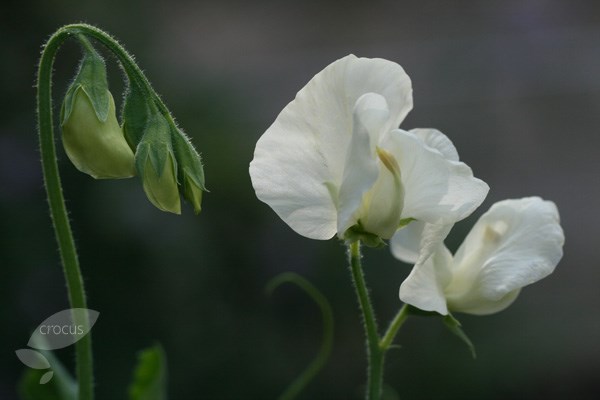 spencer sweet pea seed Hunters Moon spencer sweet pea seed Hunters Moon