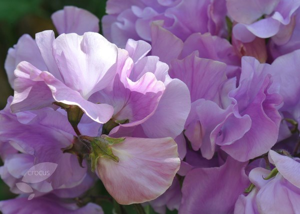 spencer sweet pea seed Karen Louise spencer sweet pea seed Karen Louise