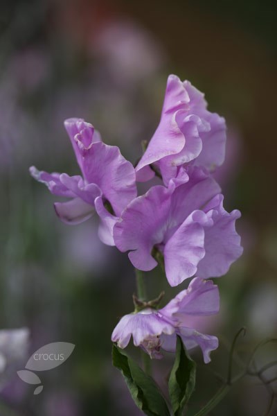 spencer sweet pea seed Karen Louise spencer sweet pea seed Karen Louise