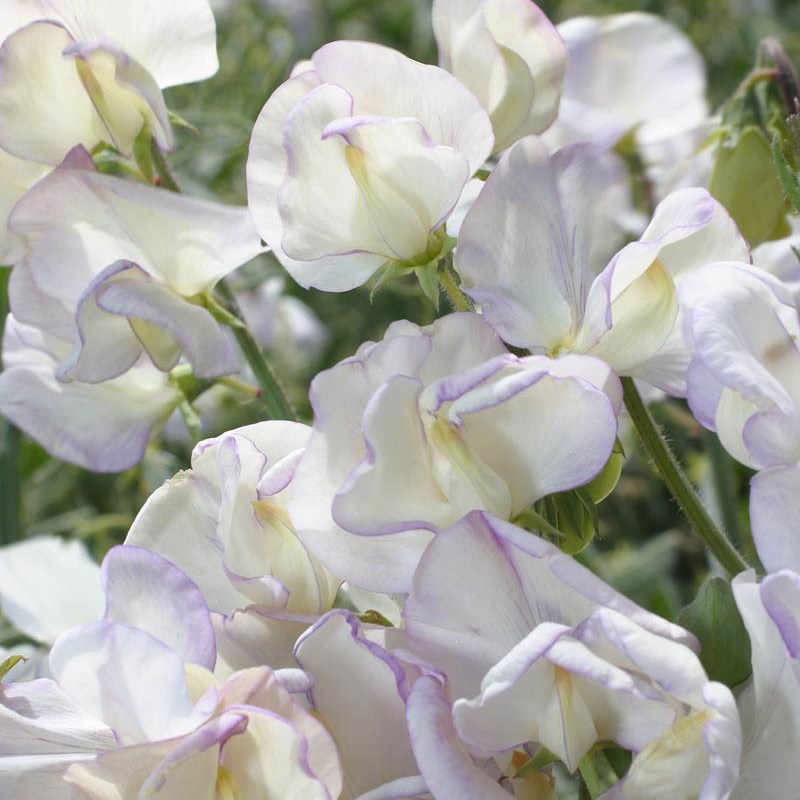 modern grandiflora sweet pea seed King's High Scent