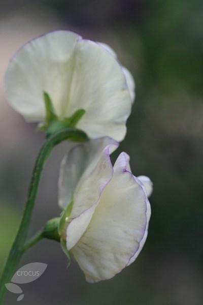modern grandiflora sweet pea seed King's High Scent modern grandiflora sweet pea seed King's High Scent
