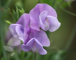 Lathyrus odoratus 'Leamington' (spencer sweet pea seed Leamington)