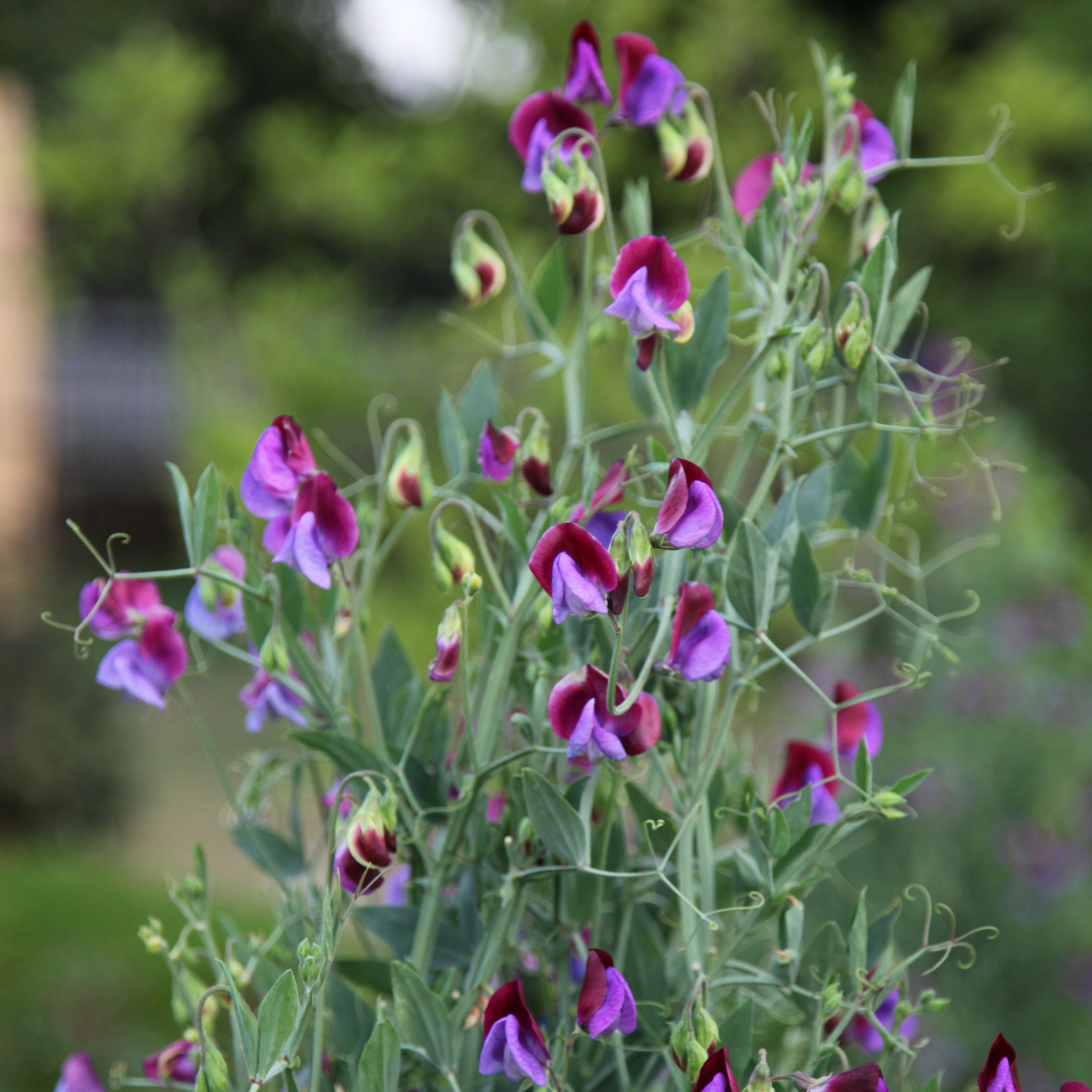 spencer sweet pea seed Matucana