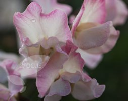 Lathyrus odoratus 'Mollie Rillstone' (spencer sweet pea seed Mollie Rillstone)