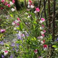 grandiflora sweet pea seed Painted Lady