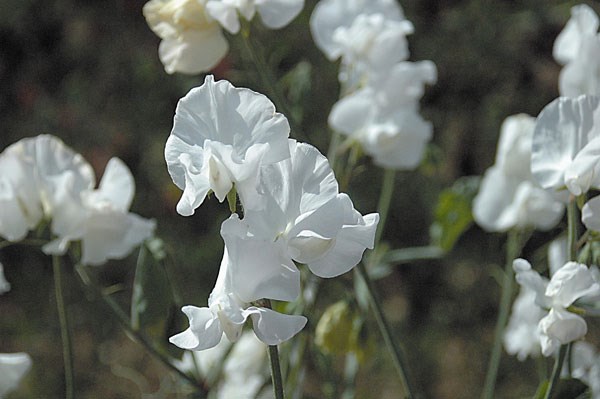 spencer sweet pea seed Royal Wedding spencer sweet pea seed Royal Wedding