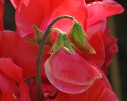 Lathyrus odoratus 'Restormel' (spencer sweet pea seed Restormel)