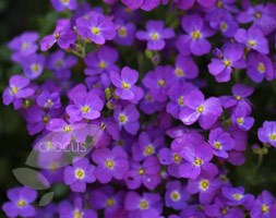 aubretia F1