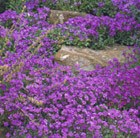aubretia F1