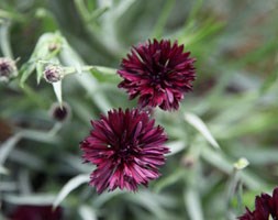 cornflower