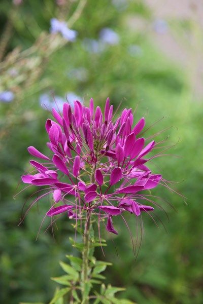 spider flower spider flower