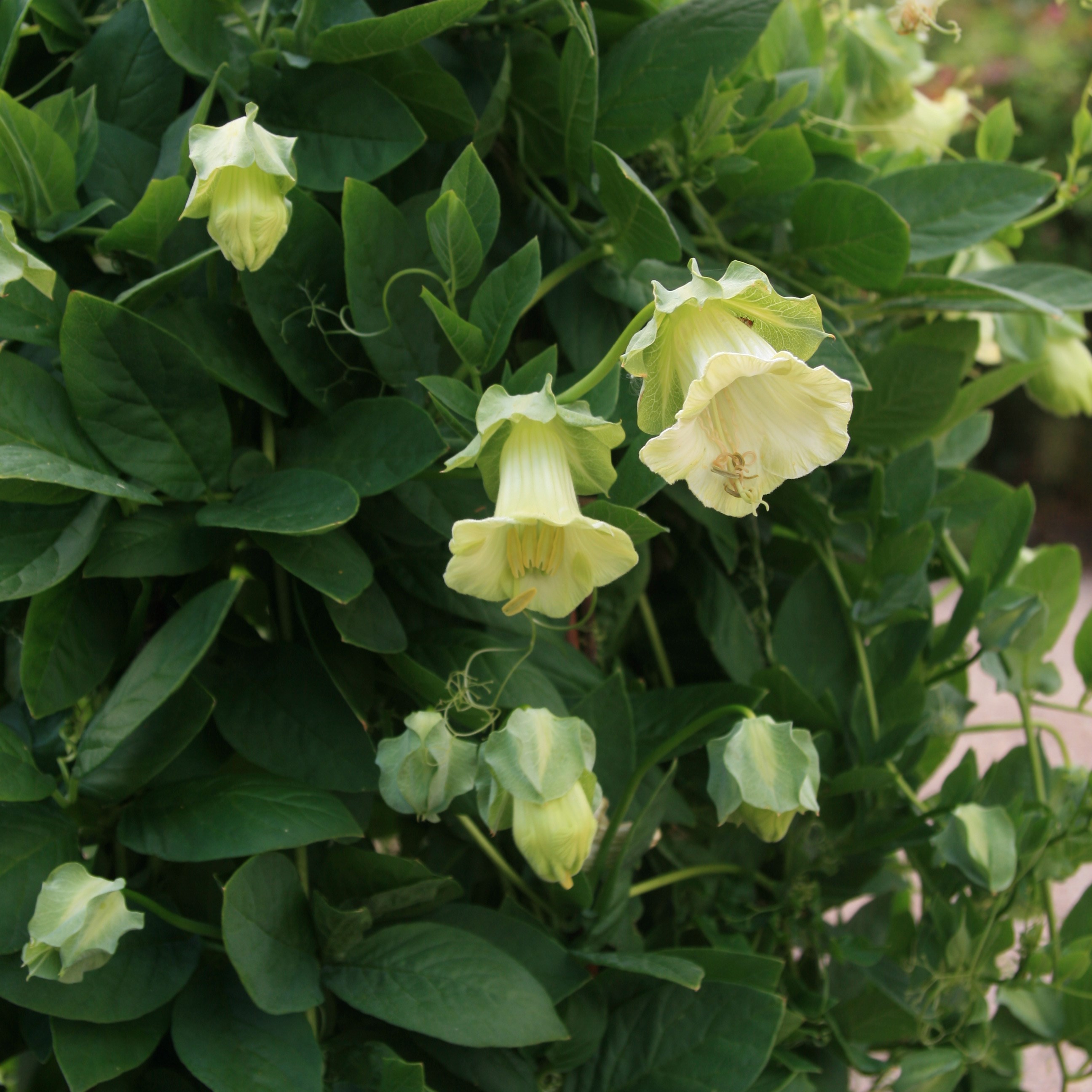 cup and saucer plant