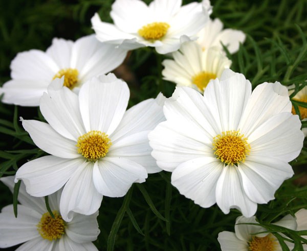 cosmos cosmos