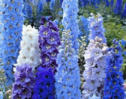 delphinium