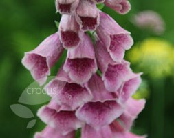 Digitalis X Mertonensis