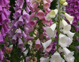 Digitalis purpurea Excelsior Group (foxglove Excelsior Group)