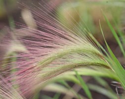 Hordeum jubatum (squirrel tail grass)