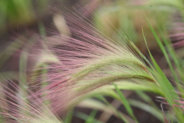 squirrel tail grass squirrel tail grass