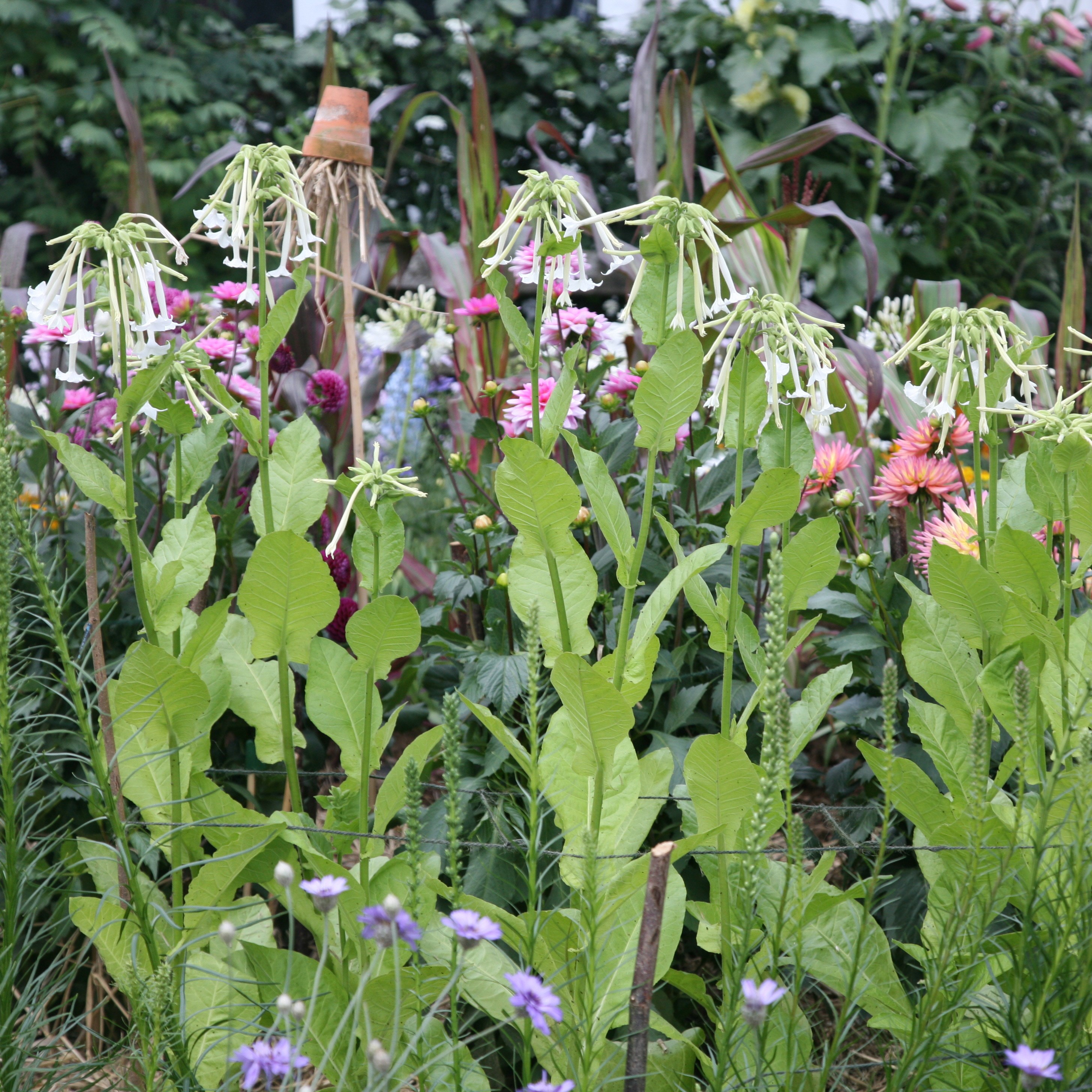 tobacco plant