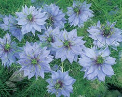 Nigella damascena 'Miss Jekyll' (love-in-a-mist)