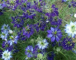 Nigella damascena 'Oxford Blue' (love-in-a-mist)