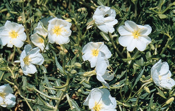 evening primrose evening primrose