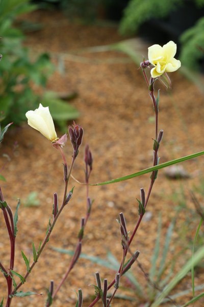 evening primrose evening primrose