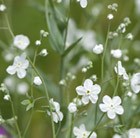 Omphalodes linifolia