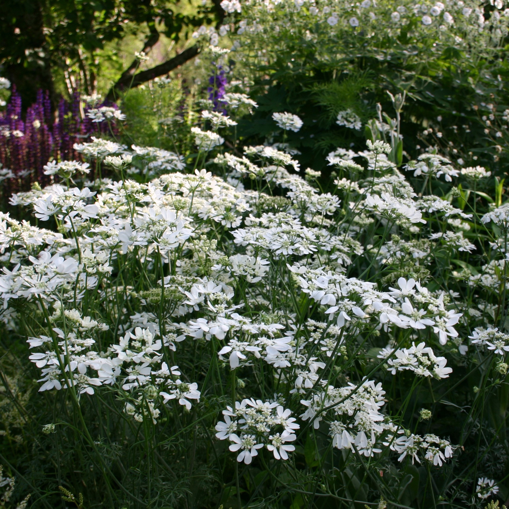 white laceflower