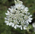 Orlaya grandiflora