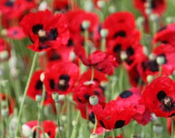 Papaver commutatum (Caucasian scarlet poppy)