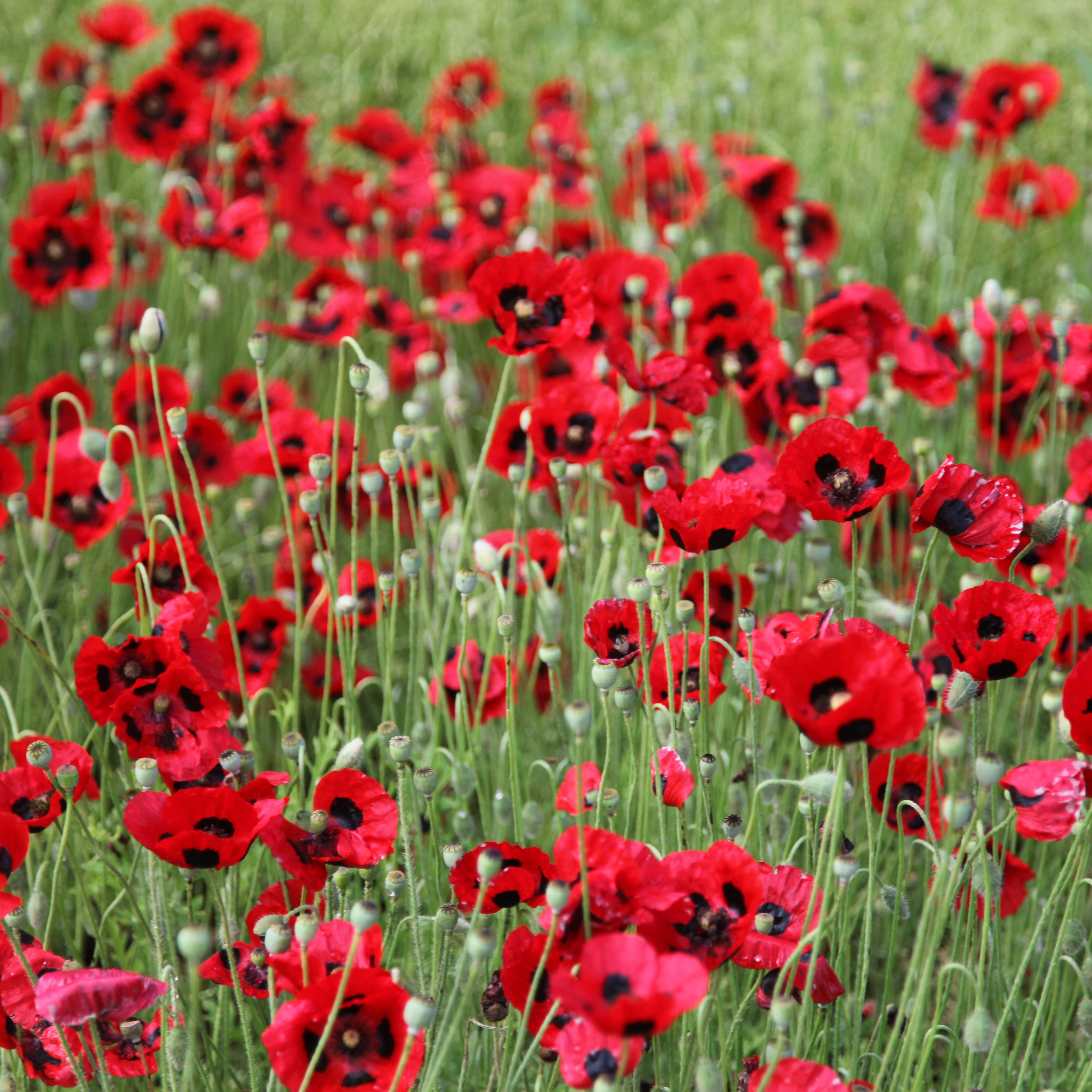 Caucasian scarlet poppy