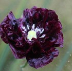Papaver somniferum (Paeoniiflorum Group) Black Paeony