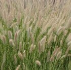 fountain grass