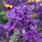 Salvia viridis Blue