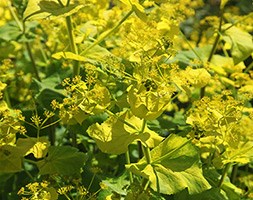 Smyrnium perfoliatum (perfoliate alexanders)