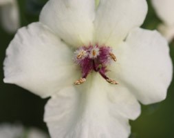 moth mullein