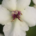 moth mullein